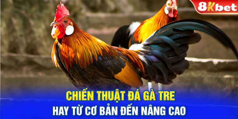 Chiến Thuật Đá Gà Tre Hay Từ Cơ Bản Đến Nâng Cao